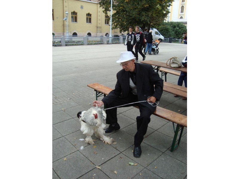 Toj&aacute;s fesztiv&aacute;l Kecskem&eacute;t 2015 