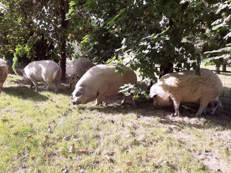 2020. szeptember 18-&aacute;n kerti partit rendez&uuml;nk bőnyi k&ouml;zpontunkban, a festői sz&eacute;ps&eacute;gű domboldalban.