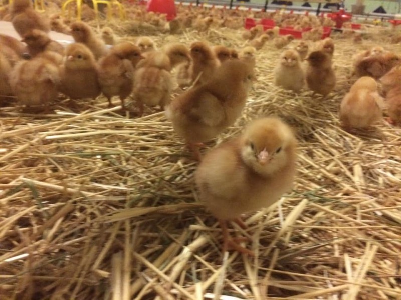 A legnagyobb k&aacute;rt a mad&aacute;rinfluenza a toj&aacute;stermelőknek okozza.