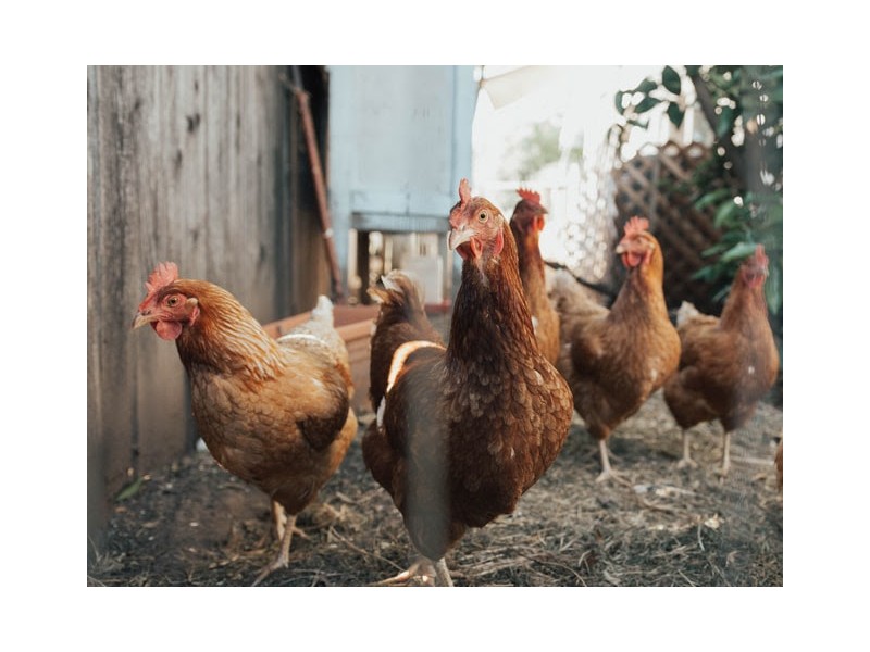 Hi&aacute;ba az ellenkamp&aacute;ny, az &aacute;llatbar&aacute;t tart&aacute;sm&oacute;d egyre n&eacute;pszerűbb!