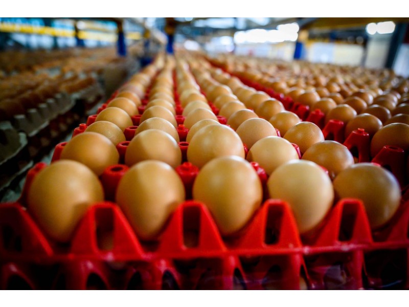 dr. Nagy Istv&aacute;n Agr&aacute;rminiszter &Uacute;r l&aacute;togat&aacute;sa toj&aacute;scsomagol&oacute; k&ouml;zpontunkban