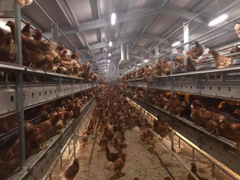 Mikossz&eacute;plakon elk&eacute;sz&uuml;lt a m&aacute;sodik szabadtart&aacute;s&uacute; toj&oacute;telep