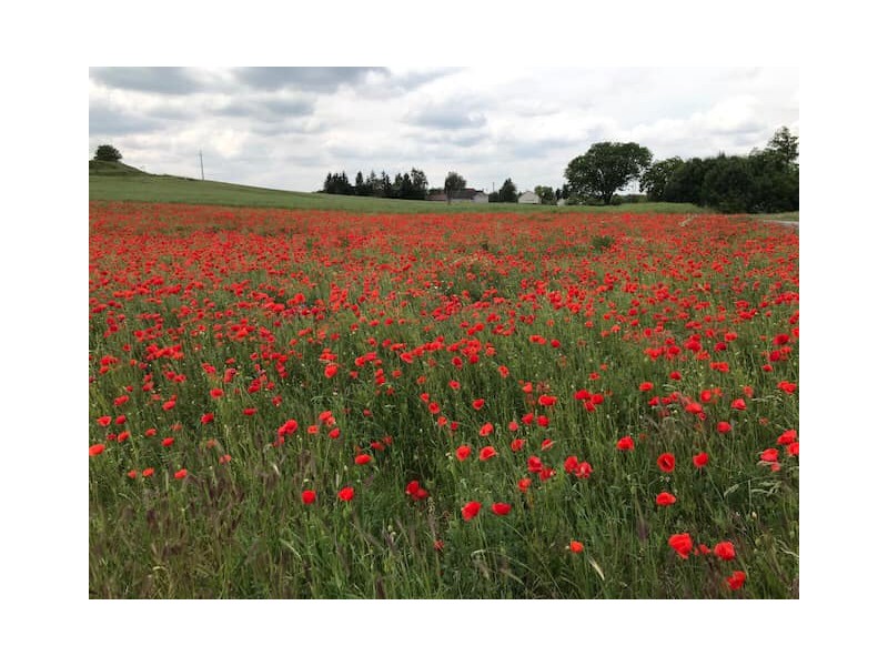 Mikossz&eacute;plakon elk&eacute;sz&uuml;lt a m&aacute;sodik szabadtart&aacute;s&uacute; toj&oacute;telep