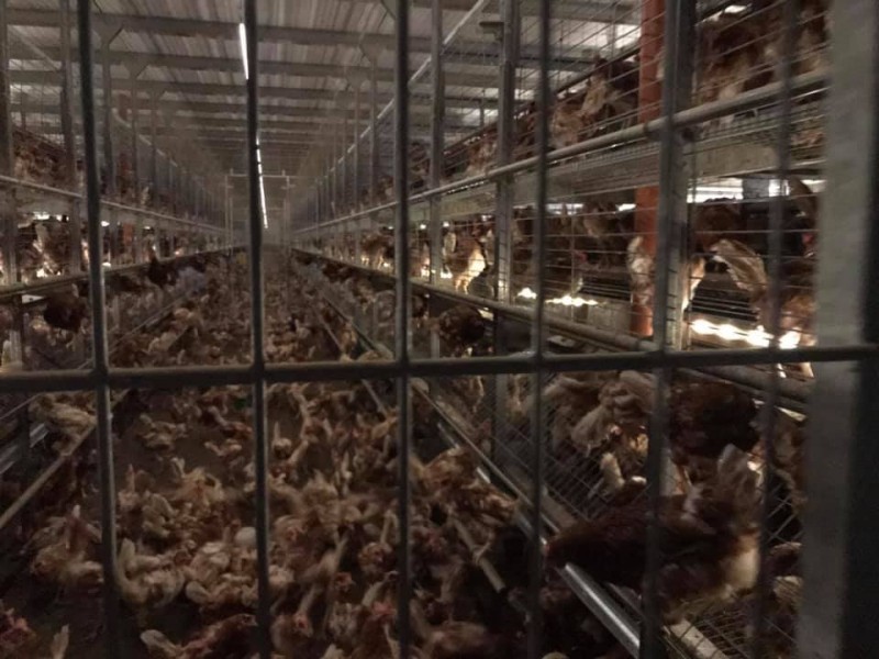 Nagy k&aacute;rokat okoz a mad&aacute;rinfluenza B&aacute;cs-Kiskun megy&eacute;ben