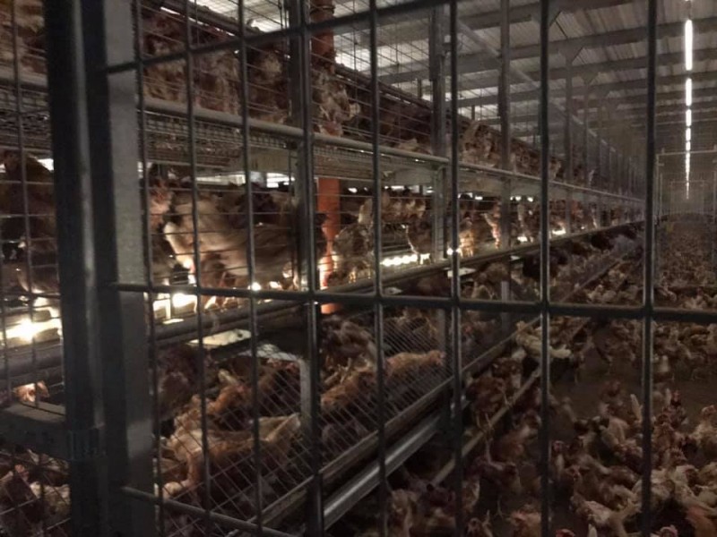 Nagy k&aacute;rokat okoz a mad&aacute;rinfluenza B&aacute;cs-Kiskun megy&eacute;ben